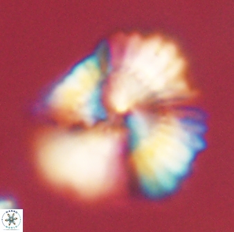 Heliolithus kolovos 62045