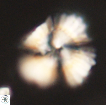 Heliolithus kolovos 62046