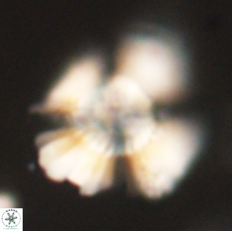 Heliolithus kolovos 62047