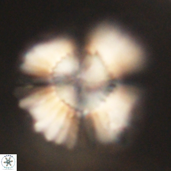 Heliolithus kolovos 62056