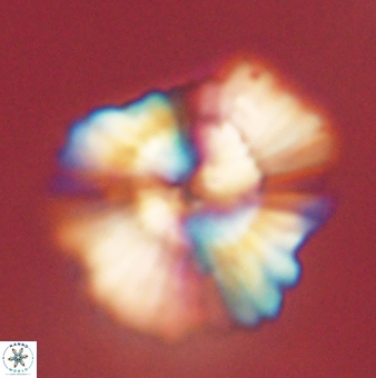 Heliolithus kolovos 62058