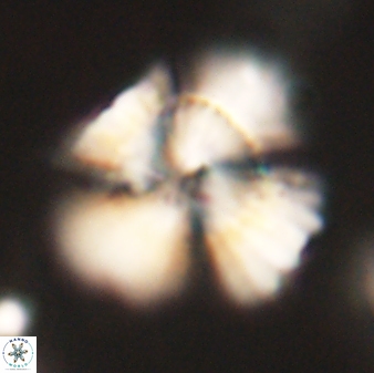 Heliolithus kolovos 62050