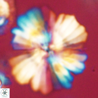 Heliolithus kolovos 62598