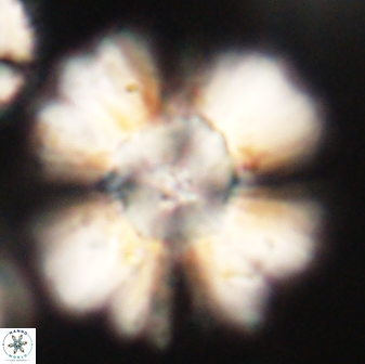 Heliolithus kolovos 62600