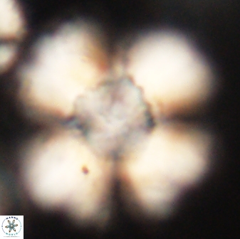 Heliolithus kolovos 62601