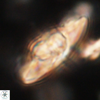 Heliolithus kolovos 62618
