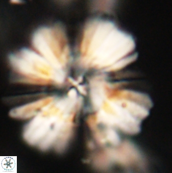 Heliolithus kolovos 62625