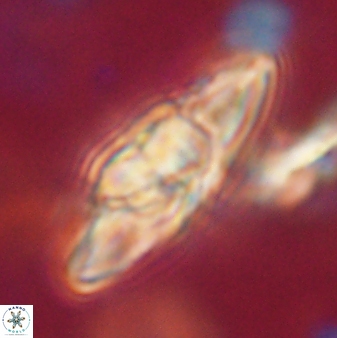 Heliolithus kolovos 62623