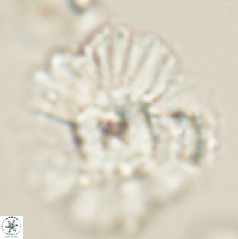 Heliolithus kolovos 62634