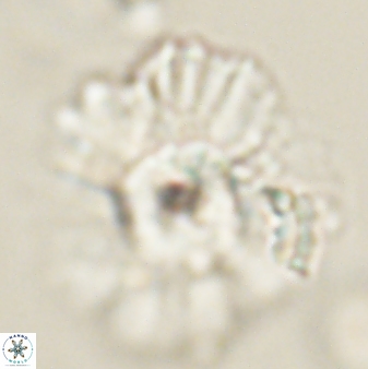 Heliolithus kolovos 62635