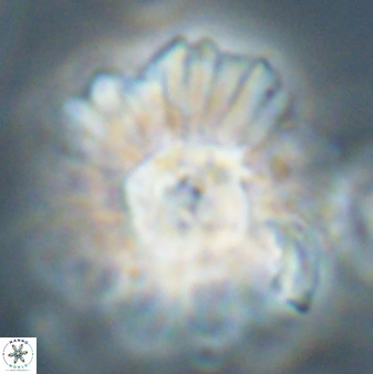 Heliolithus kolovos 62637