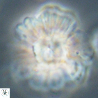 Heliolithus kolovos 62638