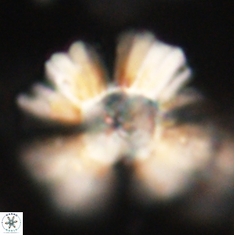 Heliolithus kolovos 62630