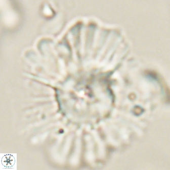 Heliolithus kolovos 62631