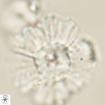 Heliolithus kolovos 62632