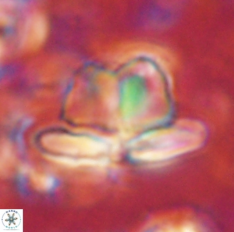 Heliolithus knoxii 61450