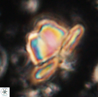Heliolithus knoxii 61452