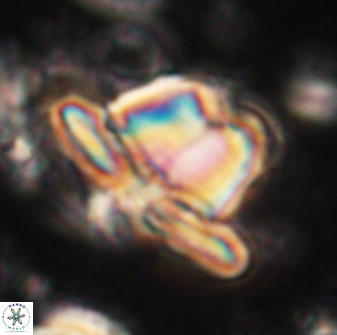Heliolithus knoxii 61455