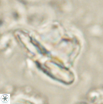 Heliolithus knoxii 61456