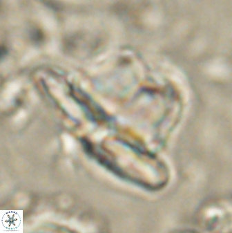Heliolithus knoxii 61457