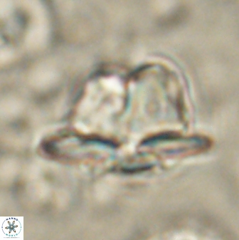 Heliolithus knoxii 61458