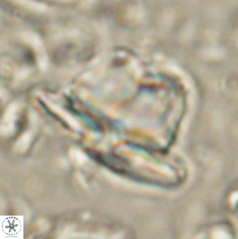 Heliolithus knoxii 61459
