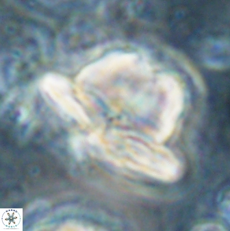 Heliolithus knoxii 61460