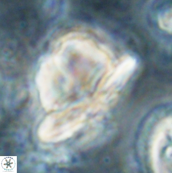 Heliolithus knoxii 61463