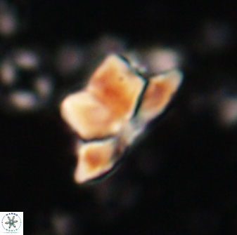 Heliolithus knoxii 61464