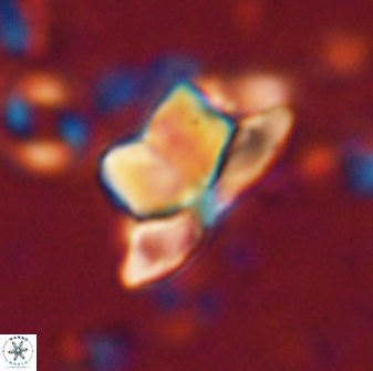 Heliolithus knoxii 61465
