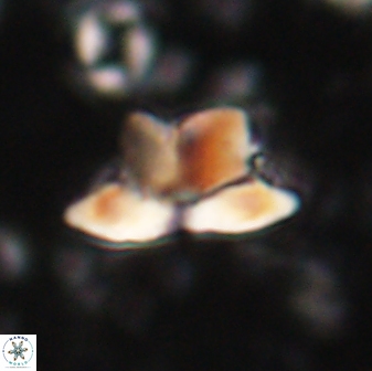 Heliolithus knoxii 61467