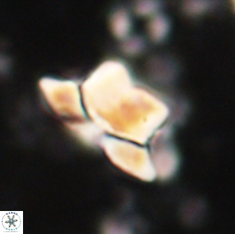 Heliolithus knoxii 61468