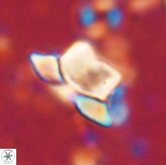 Heliolithus knoxii 61469