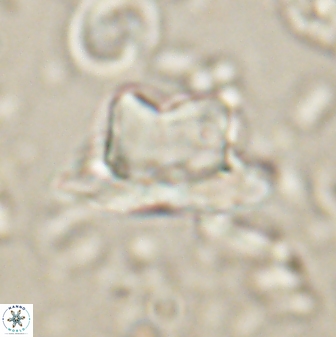 Heliolithus knoxii 61471