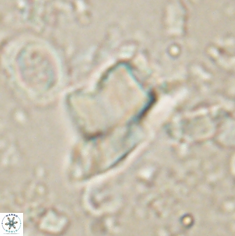 Heliolithus knoxii 61472