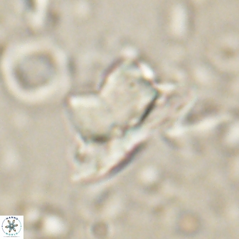 Heliolithus knoxii 61473