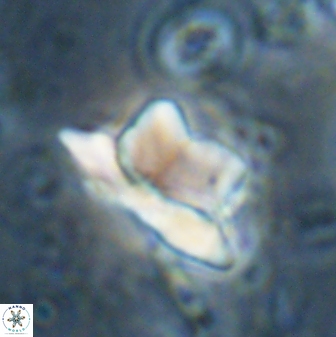 Heliolithus knoxii 61474