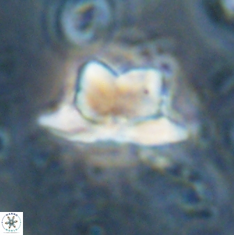 Heliolithus knoxii 61475
