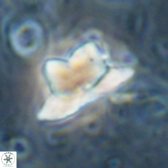 Heliolithus knoxii 61476