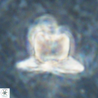 Heliolithus knoxii 61478