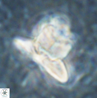 Heliolithus knoxii 61479