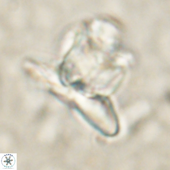 Heliolithus knoxii 61480