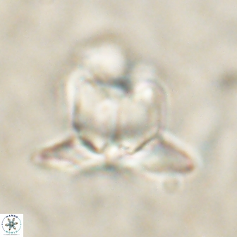 Heliolithus knoxii 61481
