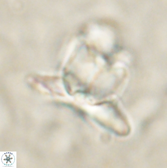 Heliolithus knoxii 61482