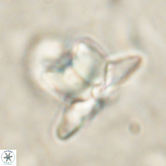 Heliolithus knoxii 61483