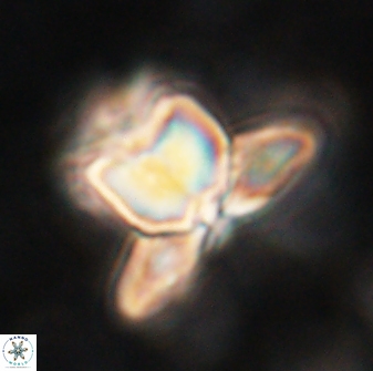 Heliolithus knoxii 61485