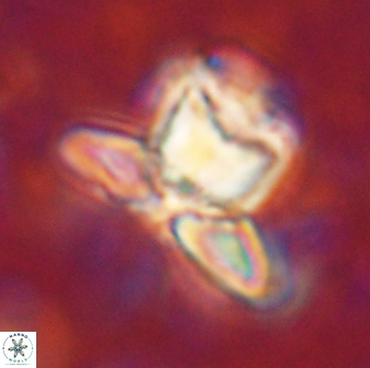 Heliolithus knoxii 61488