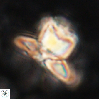 Heliolithus knoxii 61489
