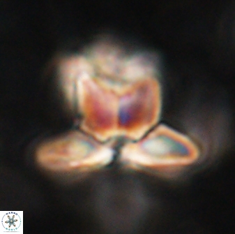 Heliolithus knoxii 61491