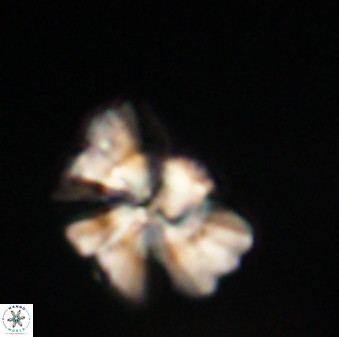 Heliolithus knoxii 61557